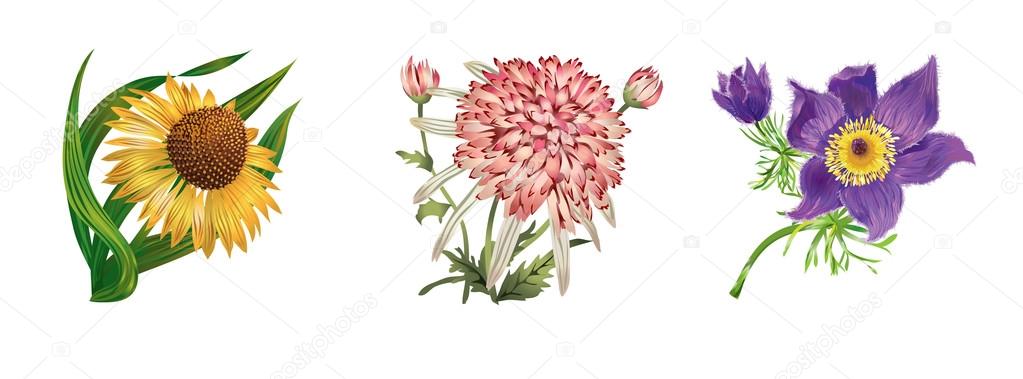 Flowers on white background