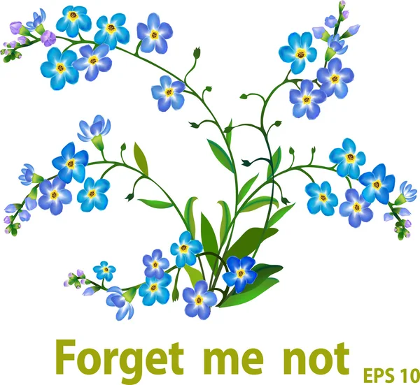 Forget me not flowers — Stock Vector