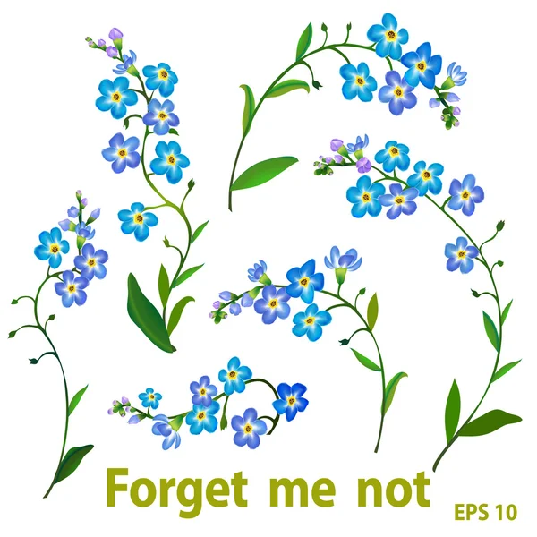 Forget me not flowers — Stock Vector