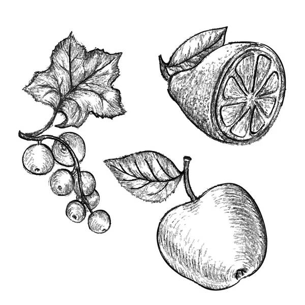 铅笔素描水果 — 图库矢量图片