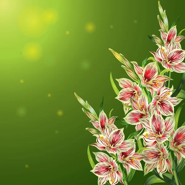 Gladiolus bouquet background — Stock Vector