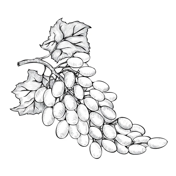 Boceto de racimo de uvas — Vector de stock