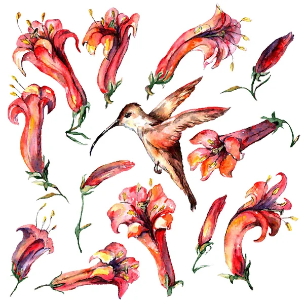 Fleurs lis et colibri — Image vectorielle