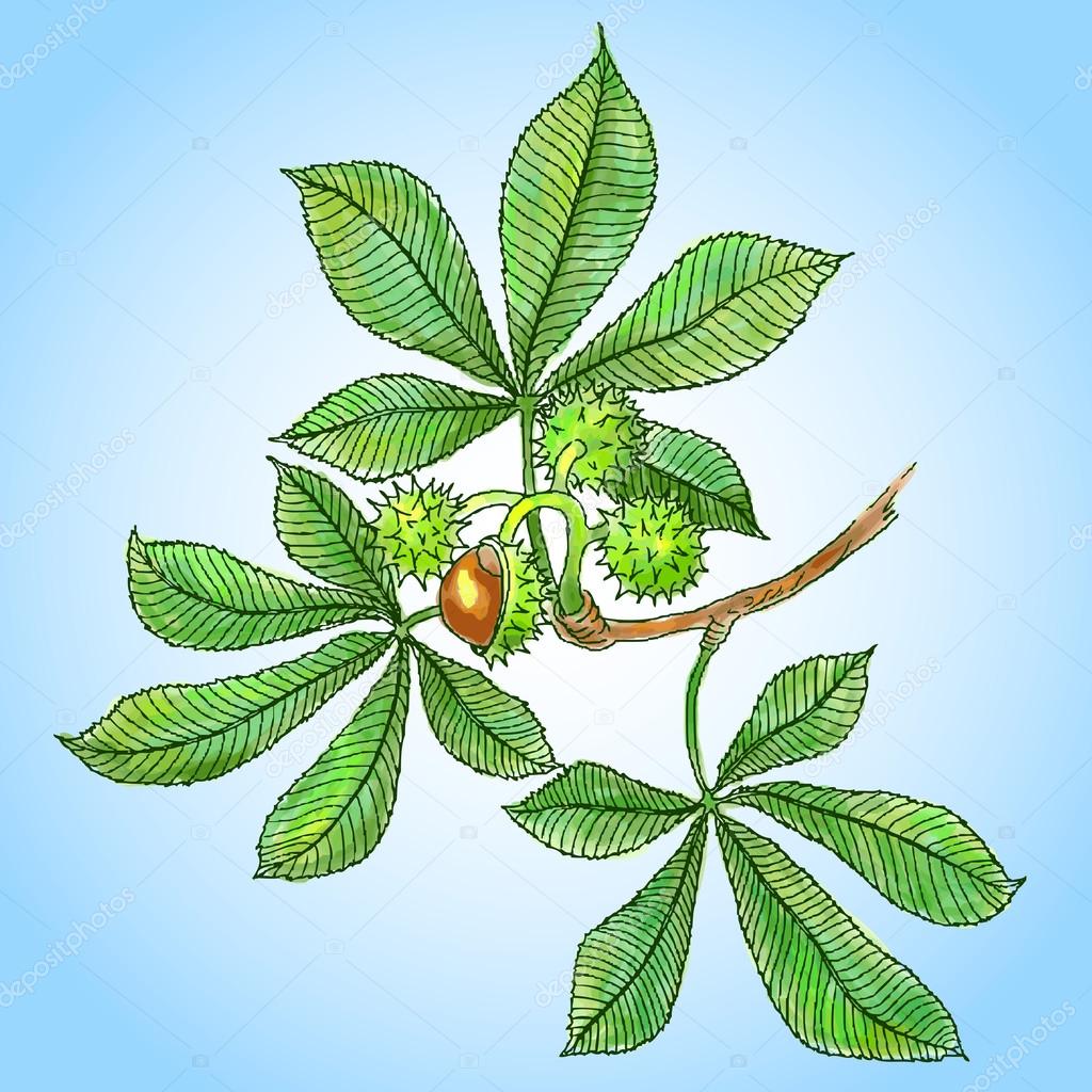 Abbozzo dell acquerello di rami con foglie di castagno frutti vettoriale — Vettoriali di vitasunny