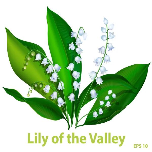 Lilies of the valley — Stock Vector