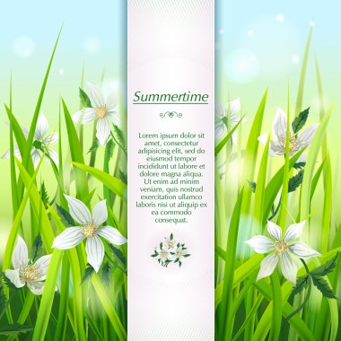 Çim beyaz vahşi anemon