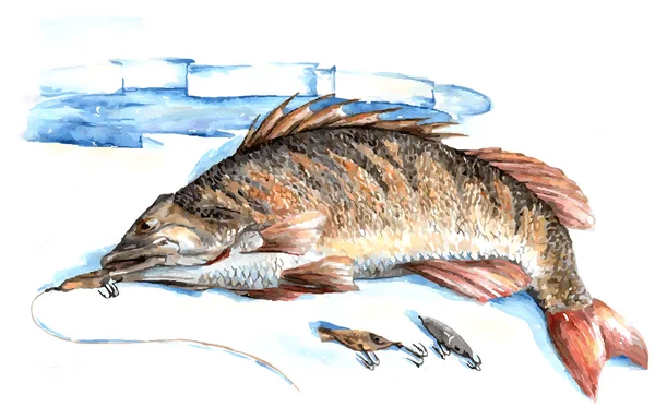 Okoun říční ryby — Stockový vektor