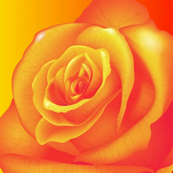 Gele roos achtergrond — Stockvector