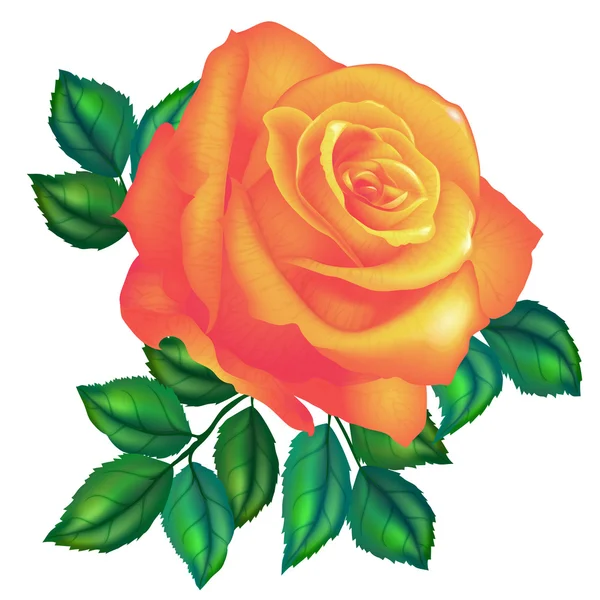 Orange rose flower Stock Vector Image by ©vitasunny 64672807