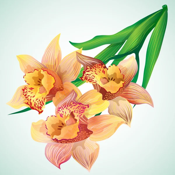 Blüten der Vanille-Orchidee — Stockvektor