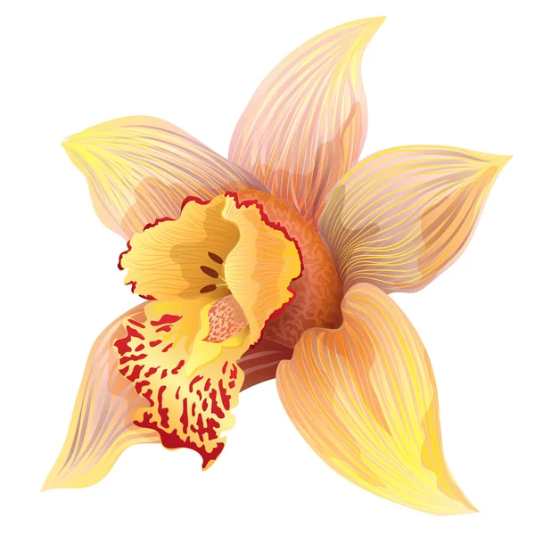 Flor de orquídea de baunilha — Vetor de Stock