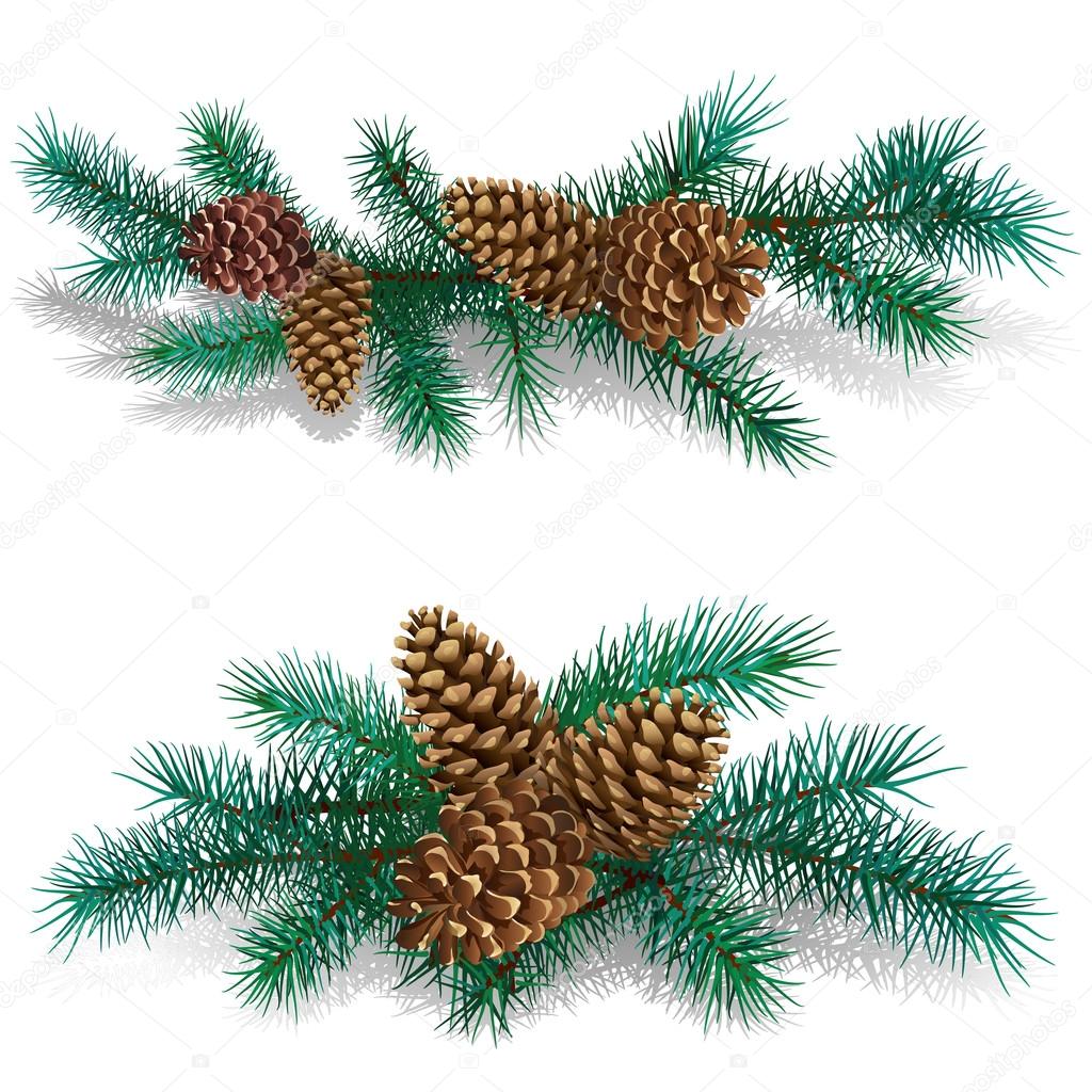 Branches of pine-tree with the cones