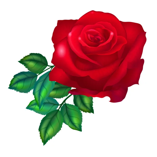 Red rose  flower — Stock Vector