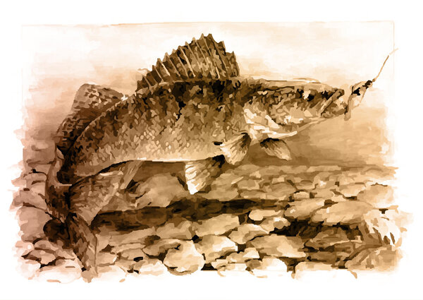 Зандерская рыба в реке
