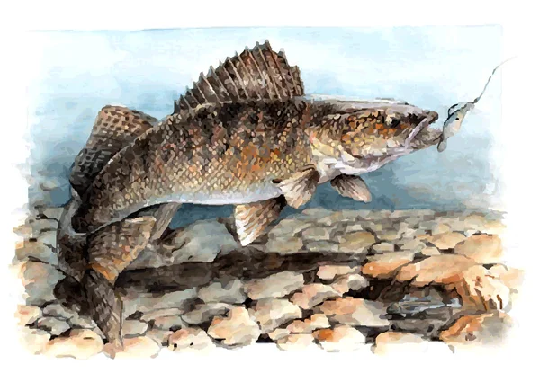 Zander peces en el río — Vector de stock