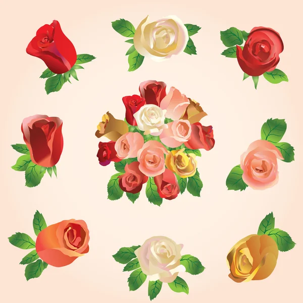 Bouquet of roses — Stock Vector