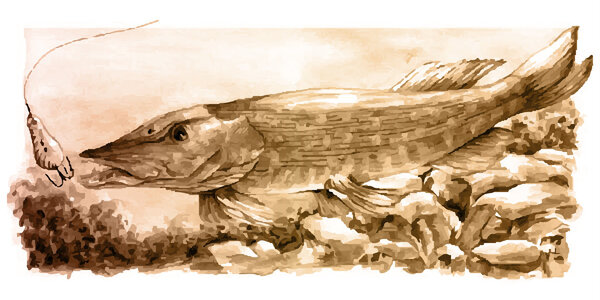 Пайк в реке
