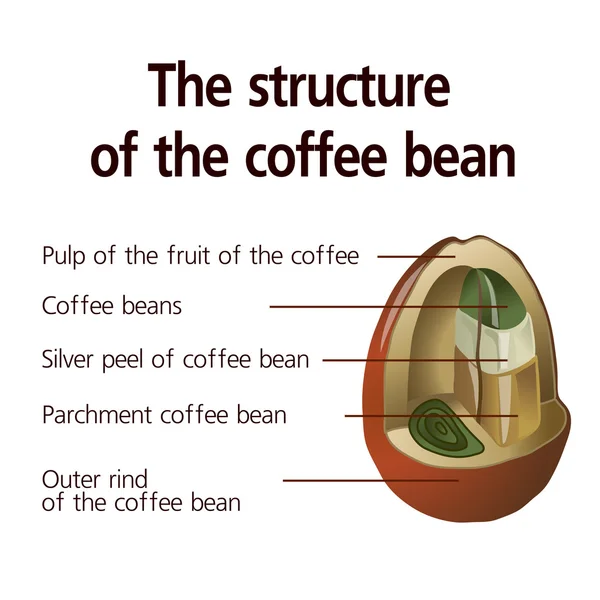 Structure of  coffee bean — Stock Vector