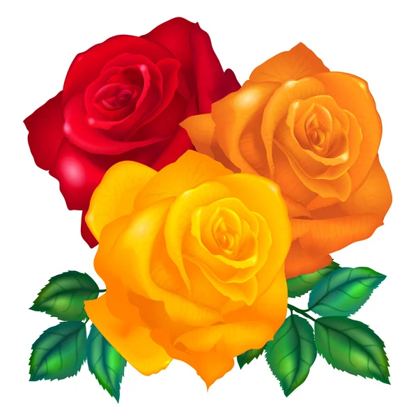 Drie kleur rozen — Stockvector