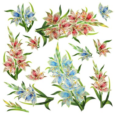 Zarif Glayöl çiçek kümesi