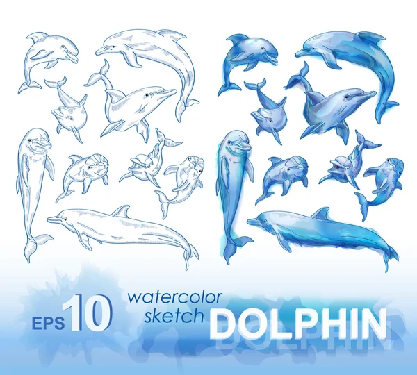 Pencil sketches of dolphins — Stock Vector