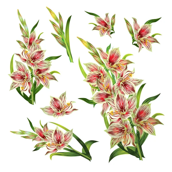 Blumenset aus eleganten Gladiolen — Stockvektor