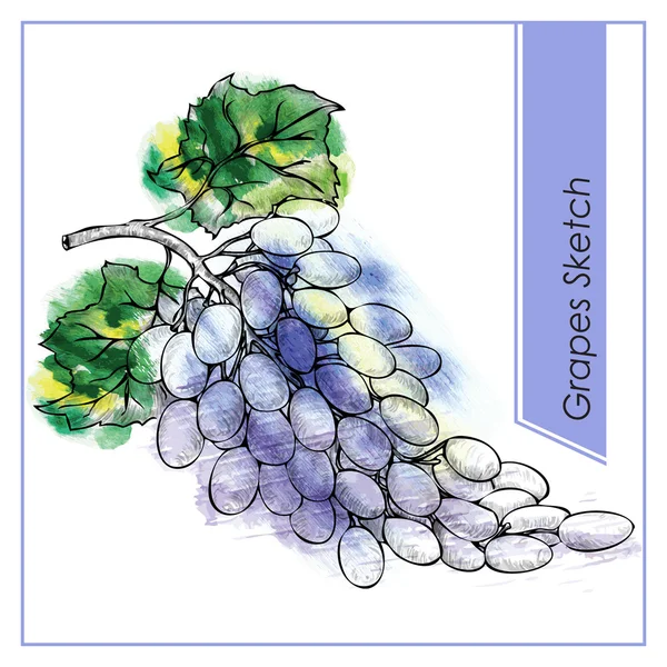 Uvas dulces y hojas — Archivo Imágenes Vectoriales