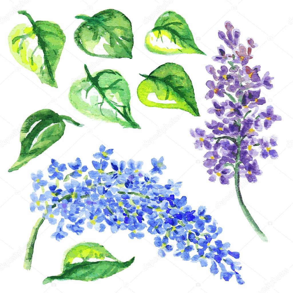 flowers of lilac and leaves