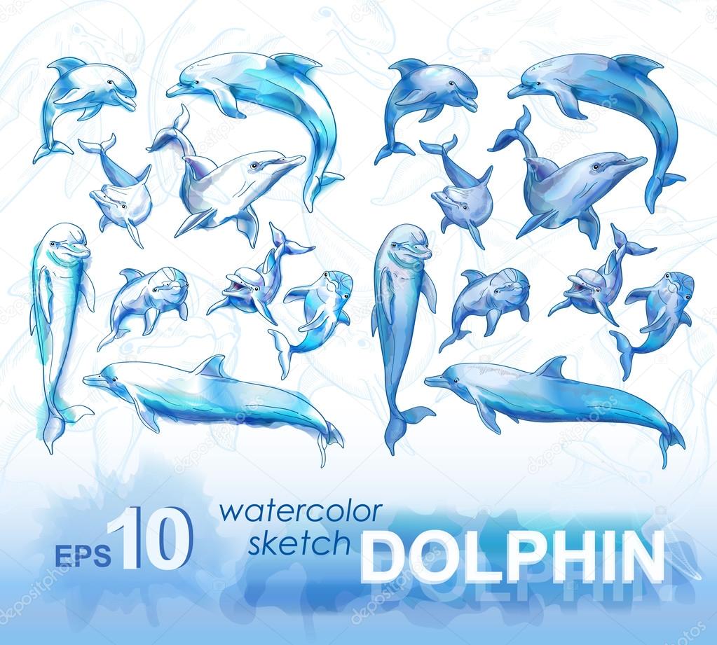 pencil sketches of dolphins