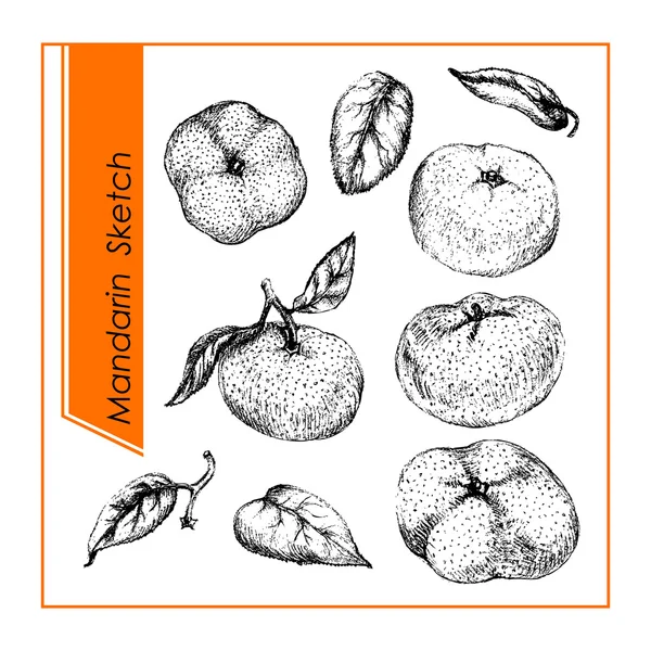 Bosquejo de mandarinas y hojas — Archivo Imágenes Vectoriales