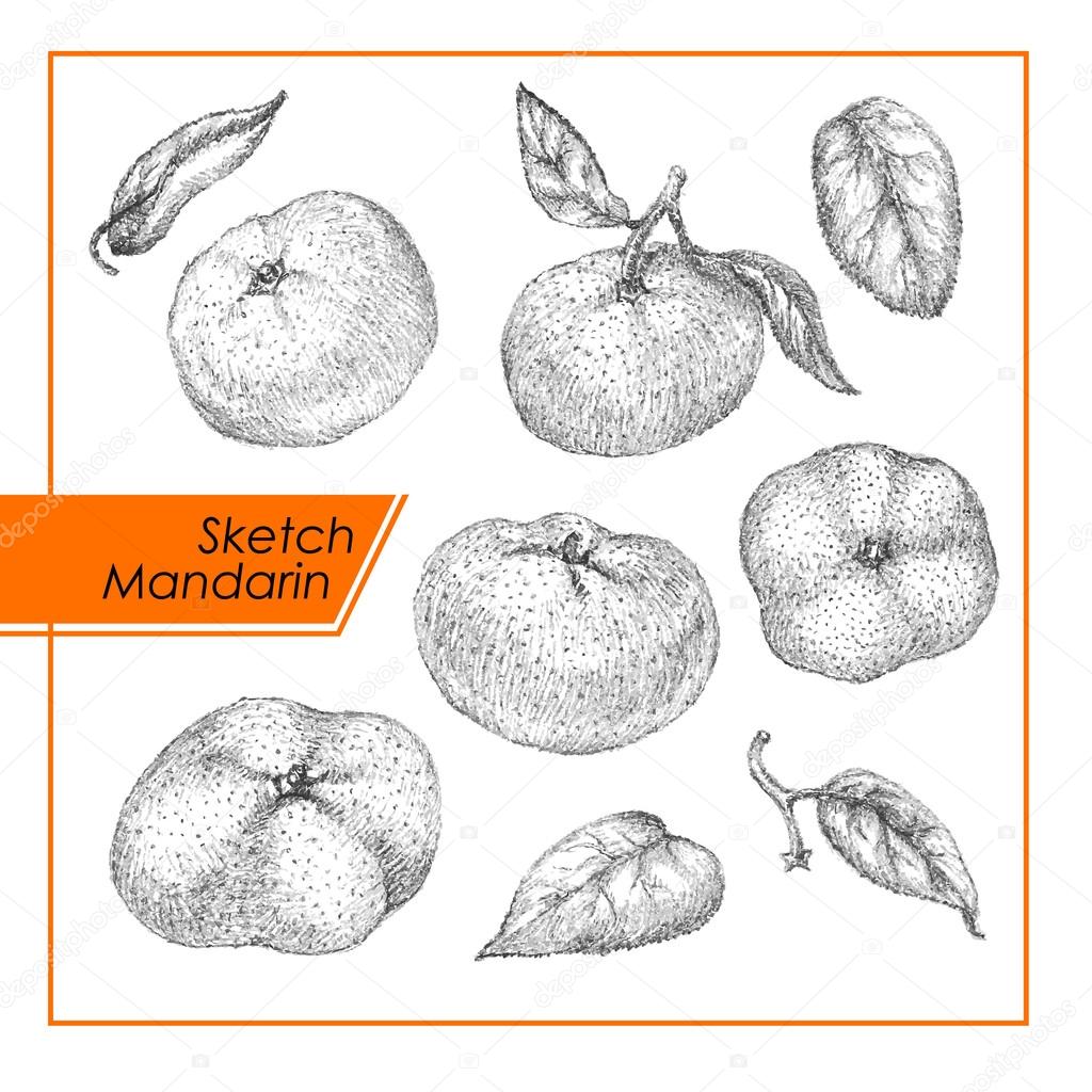 Pencil sketch mandarines and leaves