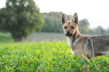Cüce bir köpek yavrusunun portresi çimenlerin üzerinde melez.