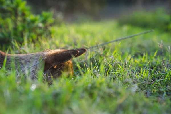 Bir köpeğin kulağını kapat, dettaglio orecchie del cane