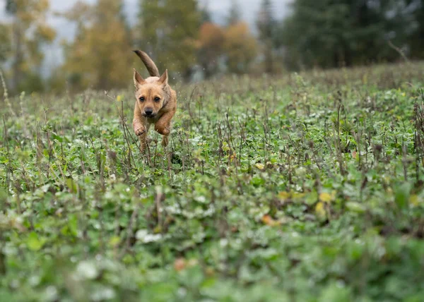 Bir cüce köpek yavrusu pinscher koşuyor ve çimlerin üzerinde eğleniyor. İnanılmaz hız ve hareket- Pastore tedesco ve pense karışımı