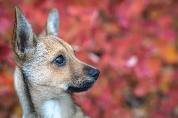 Bir cüce pinscher portresi, piccolo claer con cane lupo o pastore tedesco ritratto in primo piano