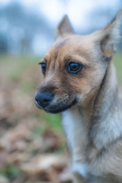 Bir cüce balığı pinscher 'ın portresi, piccolo pincer con cane lupo cane tedesco ritratto in primo piano Cwarfish pinscher cost, piccolo pincer con cane lupo