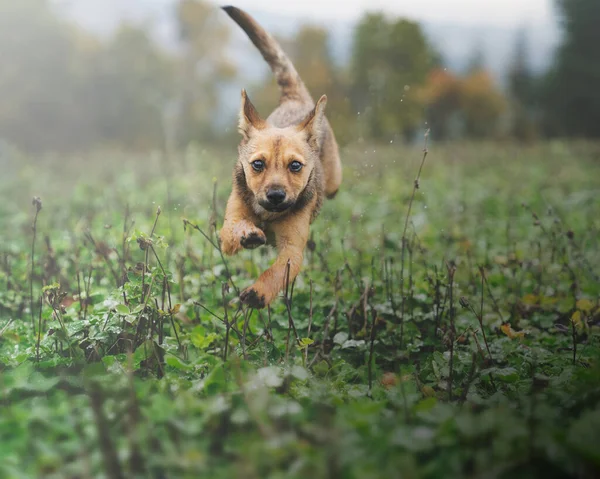 Koşan köpek yavrusu Alman çoban köpeği yetiştiriyor koşuyor ve eğleniyor, süper hızlı. Cane in volo mentre corre puşt