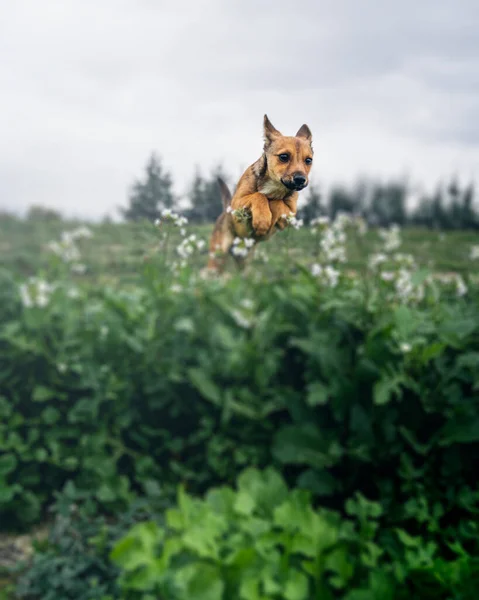 Koşan köpek yavrusu Alman çoban köpeği yetiştiriyor koşuyor ve eğleniyor, süper hızlı. Cane in volo mentre corre puşt
