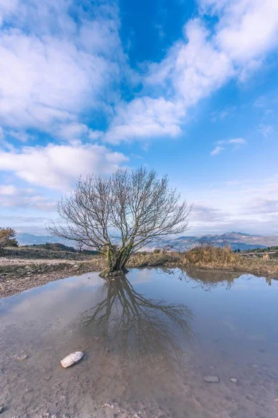 Gün doğumunda yalnız bir ağaç gölette küçük bir yansıması olan bataklık manzarası.