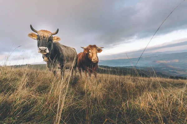 A beautiful landscape with a cow at sunrise time, cow eating grass and roaming around