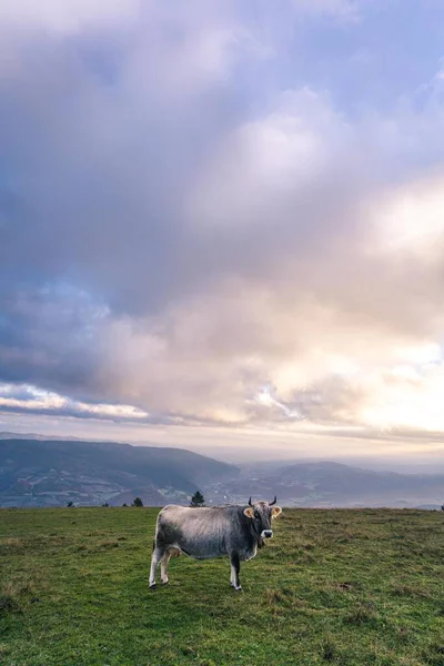 A beautiful landscape with a cow at sunrise time, cow eating grass and roaming around