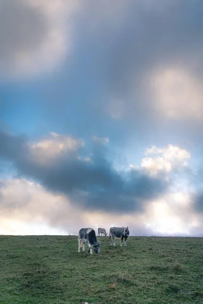 A beautiful landscape with a cow at sunrise time, cow eating grass and roaming around