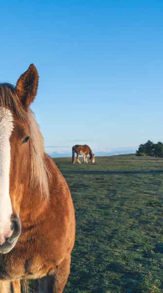 Vahşi atların portresi yarım yüz.