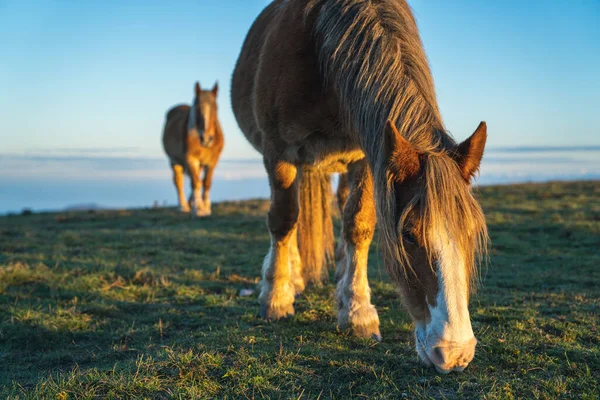 Etrafta vahşi atlar dolaşıyor.