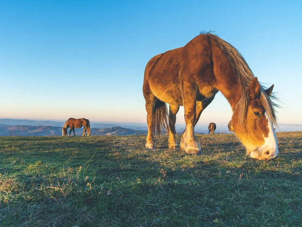 Amazon manzarasında vahşi atlar geziniyor. İtalya Marşı