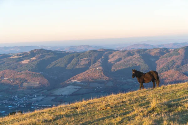 Amazon manzarasında vahşi bir at. İtalya 'nın merkezinde Urbino köyünün yakınlarında vuruldu.