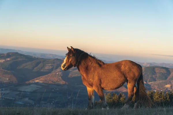 Amazon manzarasında vahşi ve güçlü bir at. Vahşi yaşam