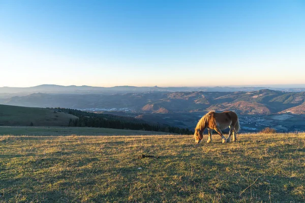 Amazon manzarasında vahşi bir at. İtalya 'nın merkezinde Urbino köyünün yakınlarında vuruldu.