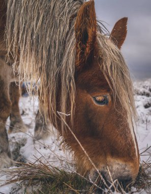 Güzel, engebeli İtalyan vahşi atı karda - manzara