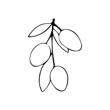 Zeytin dalı. Elle çizilmiş. Dekor ögesi.